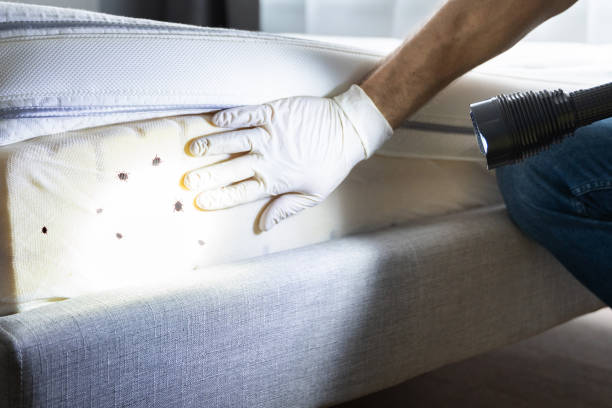 Best Rat Extermination Near Me  in Middle Valley, TN